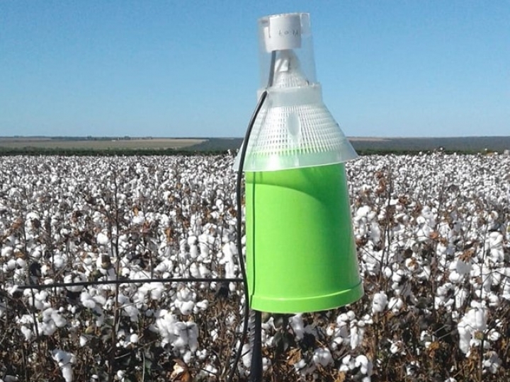 Equipamento usa inteligência artificial para monitoramento do bicudo do algodoeiro
