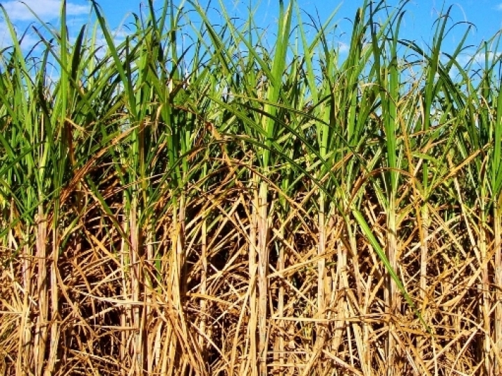 Brasil produzirá Coenzima Q10 a partir da biofermentação da cana-de-açúcar