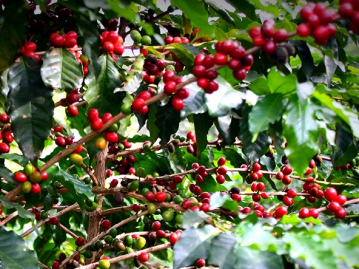 Pesquisadores sequenciam genoma do bicho mineiro do cafeeiro