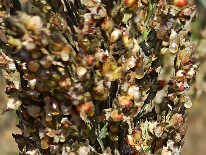 Manejo adequado pode evitar a mela do sorgo