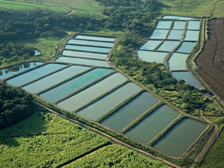 Piscicultura brasileira dobra o valor de suas exportações no primeiro semestre