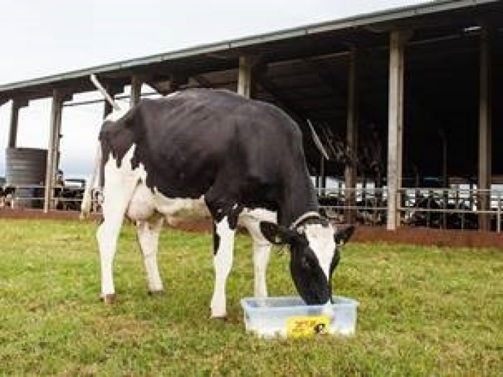 Fase mais importante do ciclo produtivo, o período de transição exige ações coordenadas para atender demanda nutricional de vacas