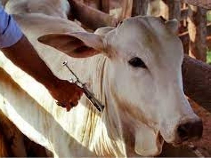 99,75% dos bovídeos de São Paulo foram vacinados contra a febre aftosa na primeira etapa da campanha em 2022 realizada em maio