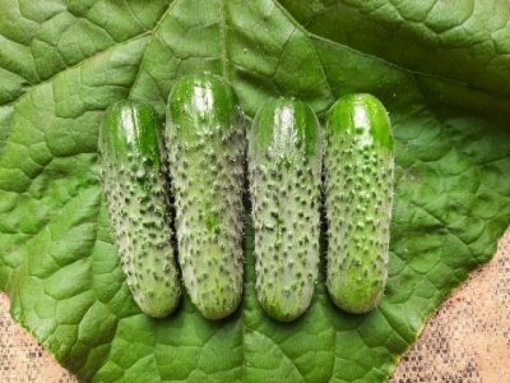 Crocância e padronização fazem do pepino Kybria o preferido das indústrias