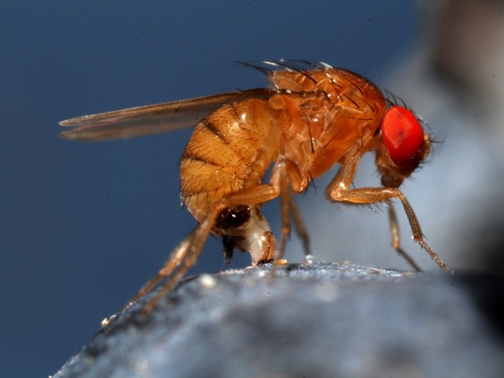 Mapeamento aponta áreas e períodos mais suscetíveis à ocorrência da drosófila-da-asa-manchada no Brasil
