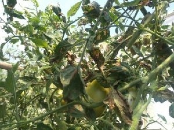 Meses secos favorecem a Traça-do-tomateiro