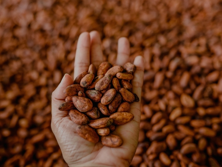 Concurso nacional de cacau especial tem inscrições prorrogadas