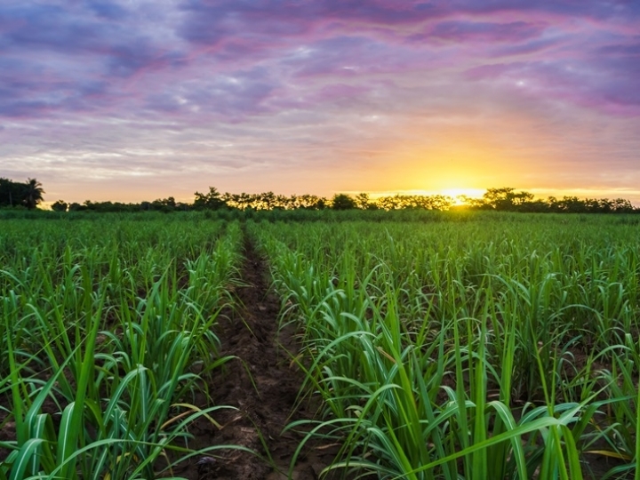 Inseticida para controle da cigarrinha-das-raízes por via aérea é apresentado ao setor sucroenergético