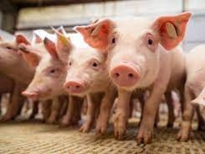 Doenças entéricas em suínos