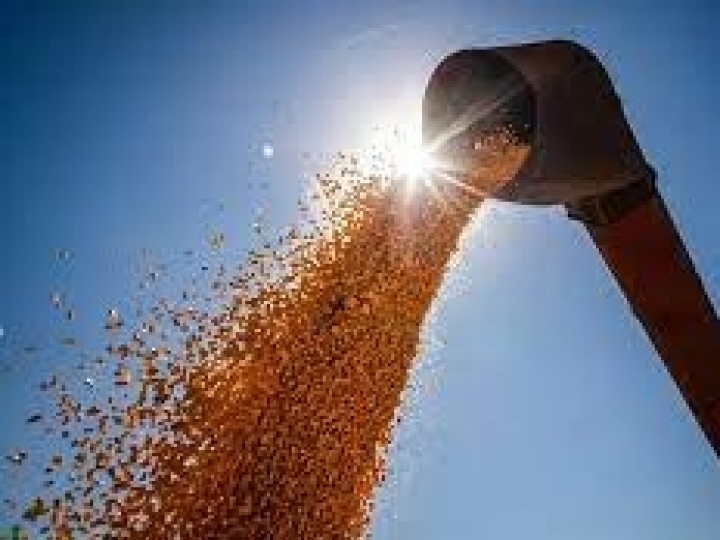 Fiscalização de unidades armazenadoras exportadoras de soja e milho