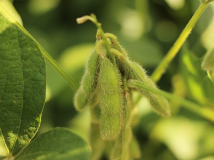 Influência da Luminosidade nas plantas Variáveis climáticas e suas implicações na agricultura