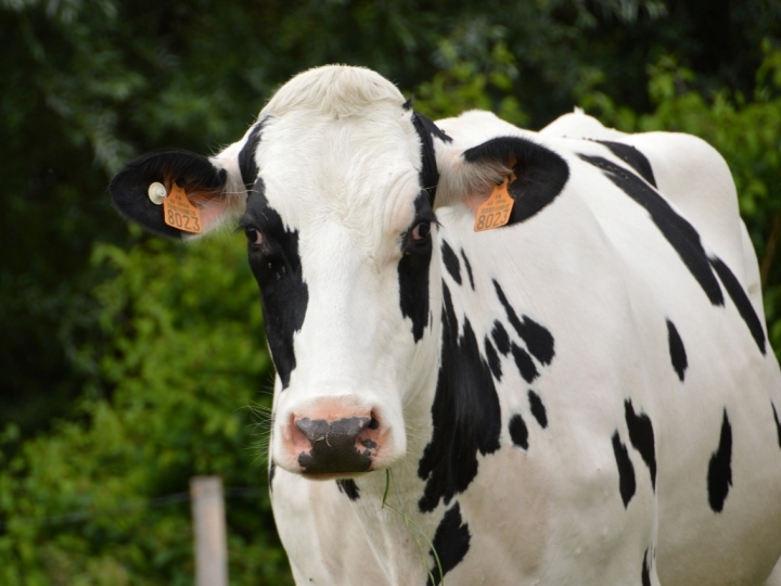 Processo adequado de ordenha pode reduzir possibilidade de mastite bovina em vacas leiteiras