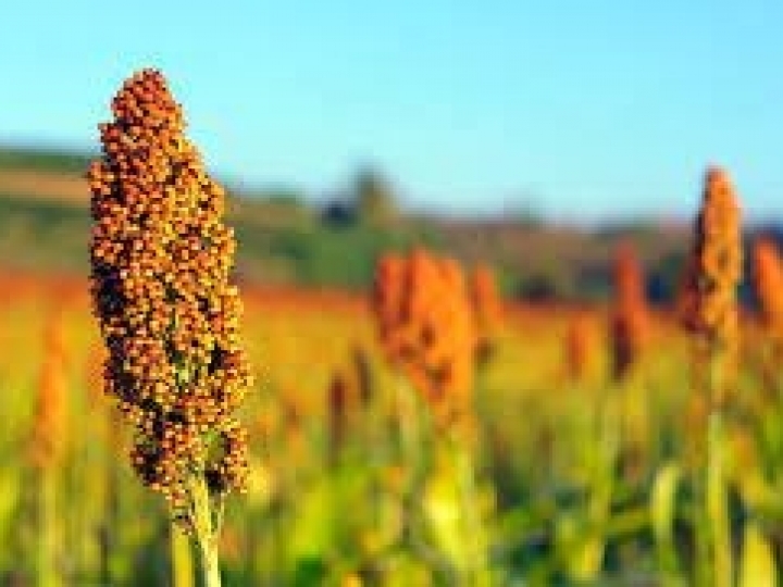 Dispara a produção de sorgo no Brasil