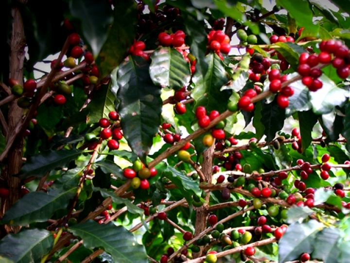 Altas temperaturas estão levando à revisão da produção de café