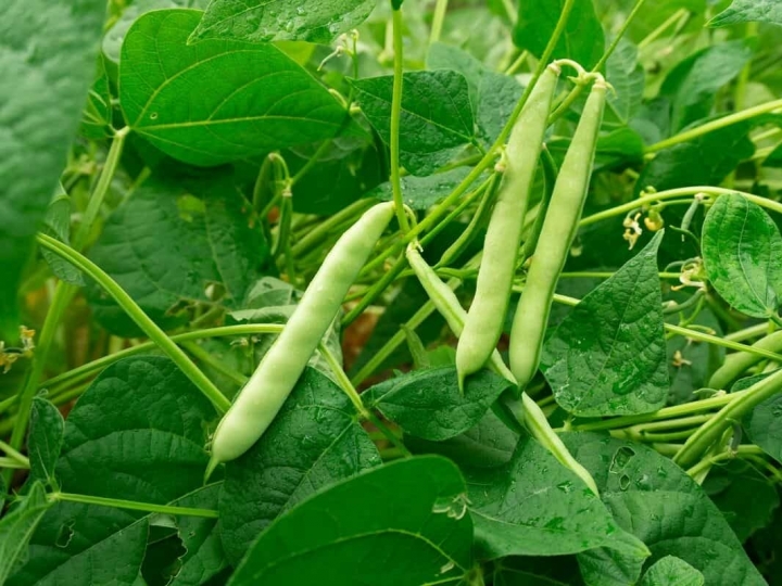 Excesso de chuvas atrapalhou feijão e culturas de inverno