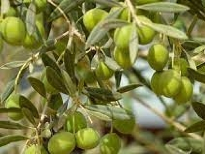 Importação de azeitonas volta a crescer no Brasil