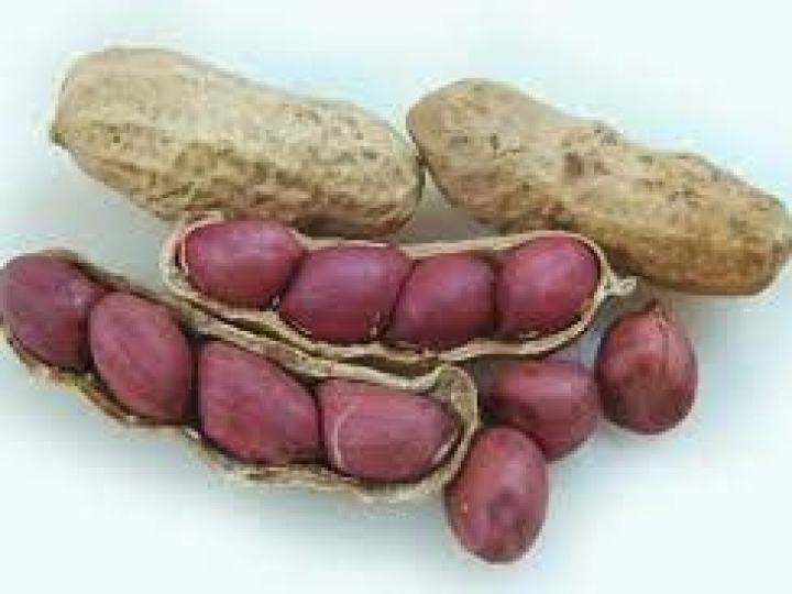 Produção de amendoim cresce mais de 100% nos últimos 8 anos