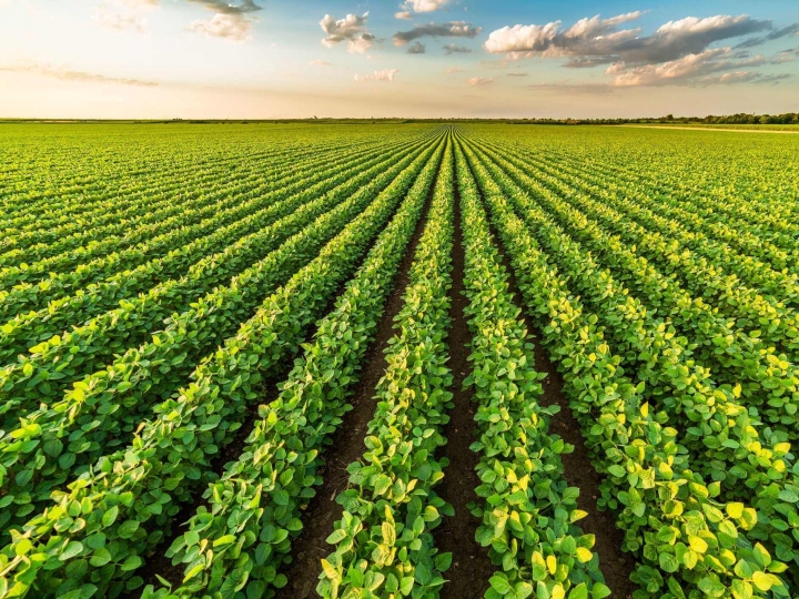 Recuperação da produtividade de milho e soja nas lavouras do Sul 