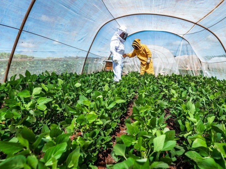 Trabalho vai definir protocolo para favorecer convivência entre abelhas e soja