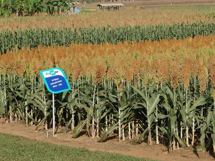 Sorgo tem crescimento como alternativa para produção de grãos com segurança