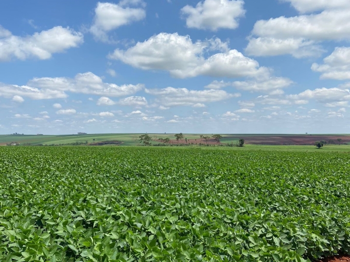 Canavial sustentável garante produção acima da média nacional em fazenda no interior de São Paulo 