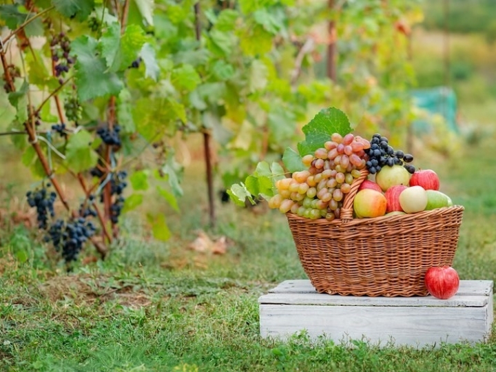 Sistema de Produção Integrada traz qualidade e rastreabilidade 