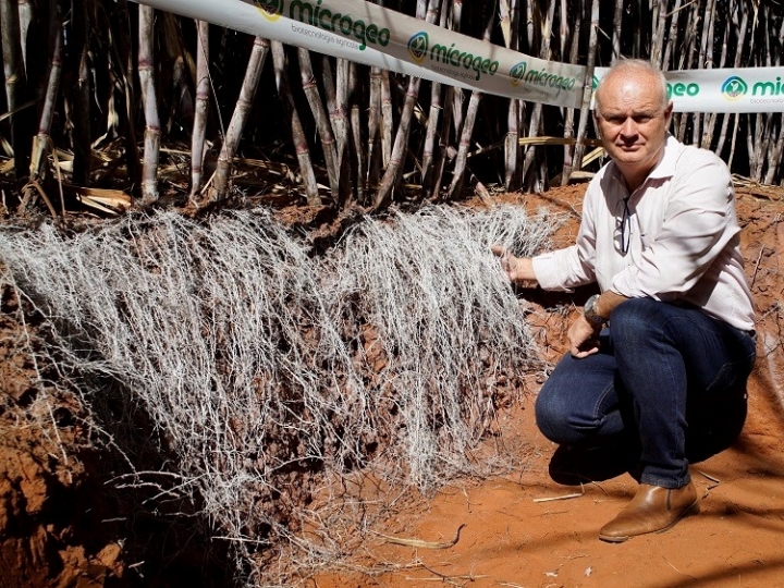 Tecnologia biológica alcança ganhos significativos de correção de perfil de solo em profundidade 
