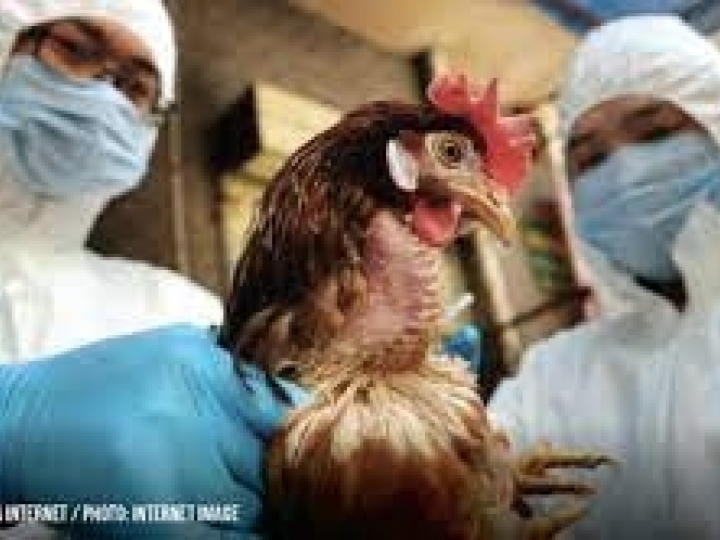 Novo surto de gripe aviária nos EUA traz preocupação ao mercado