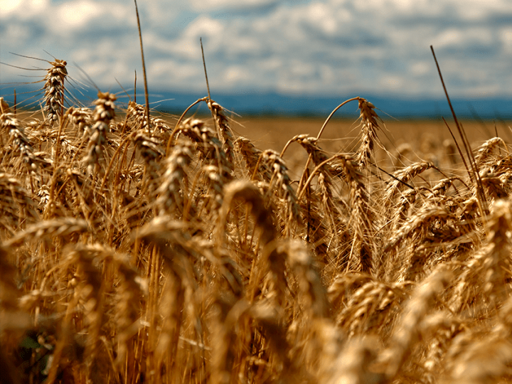 São Paulo registra safra recorde de 400 mil toneladas de trigo em 2022