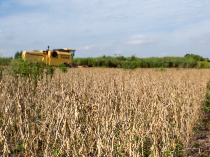 Brasil pode produzir mais soja sem desmatar a floresta amazônica