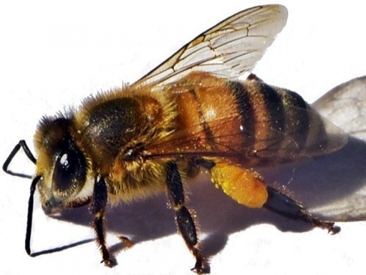 Abelhas africanizadas são úteis, mas se defendem