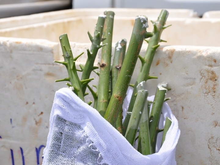 Embrapa faz nova oferta pública de hastes de clones de seringueira para o Centro-Oeste