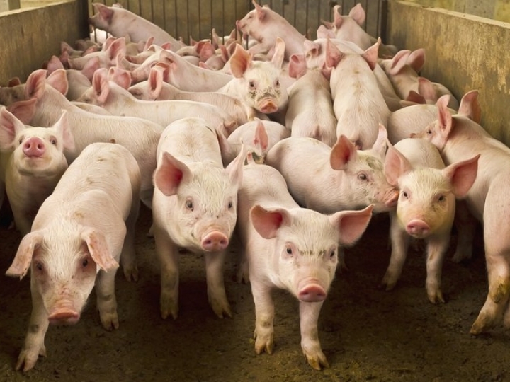 Mapa divulga Plano de Contingência para Peste Suína Africana