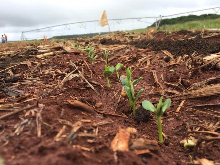 Fertilizante orgânico a base de lodo de esgoto aumenta produtividade de culturas no cerrado 