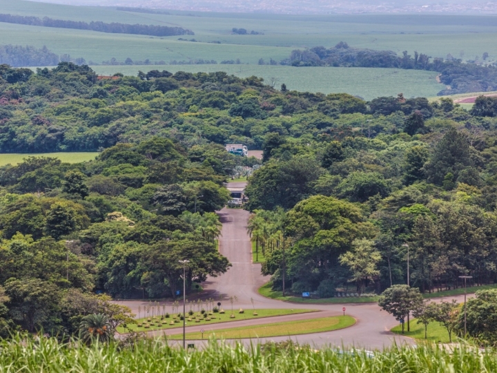 Produção de cana-de-açúcar dá novo lar para animais silvestres em São Paulo