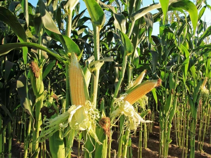 Aumento da produção de milho no Brasil tende a atenuar restrição de oferta mundial do grão