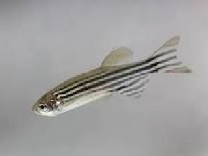 Pesticida encapsulado reduz toxicidade em larvas de peixe-zebra