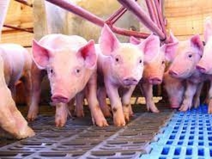 Circovirose suína e a importância de proteger os animais