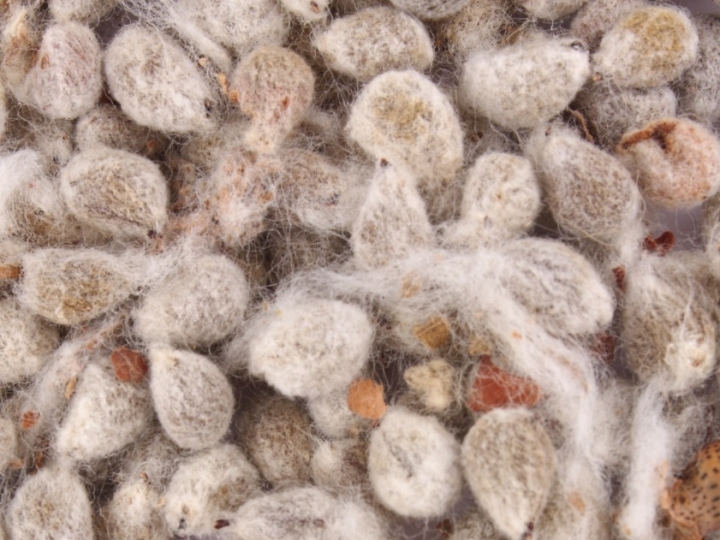 Holambra Cooperativa Agroindustrial lança caroço de algodão compactado para nutrição animal