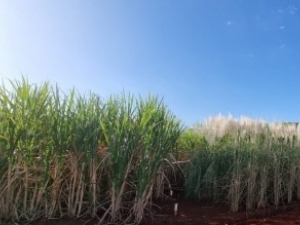 Técnica desenvolvida por grupo da Unicamp e colaboradores aumenta a eficiência de programas de melhoramento, reduzindo o tempo de seleção e os custos associados à genotipagem e caracterização das plantas (foto: Instituto Agronômico de Campinas - Centro de