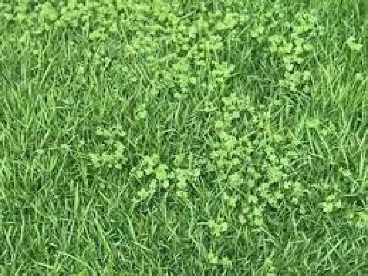 Economia de 50% na manutenção de gramados com o uso de herbicida para controle de crescimento