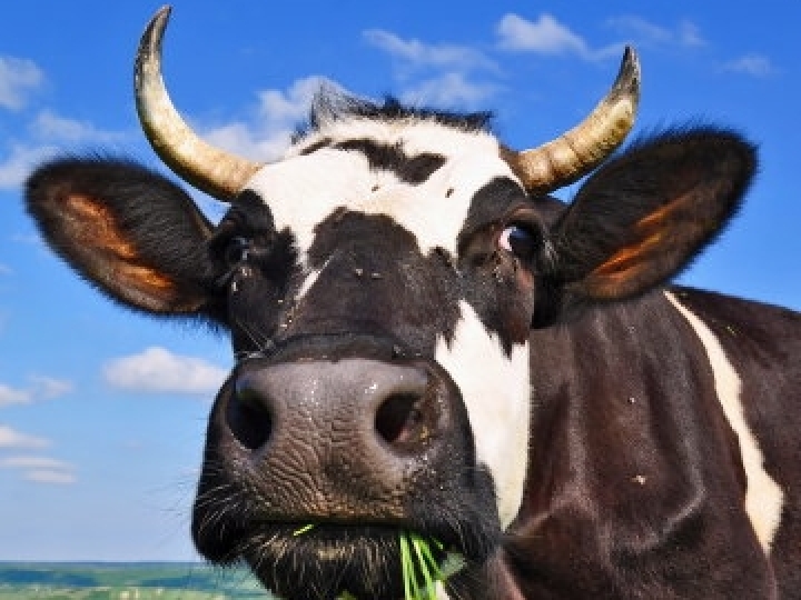 Inteligência artificial otimiza plano nutricional de ruminantes