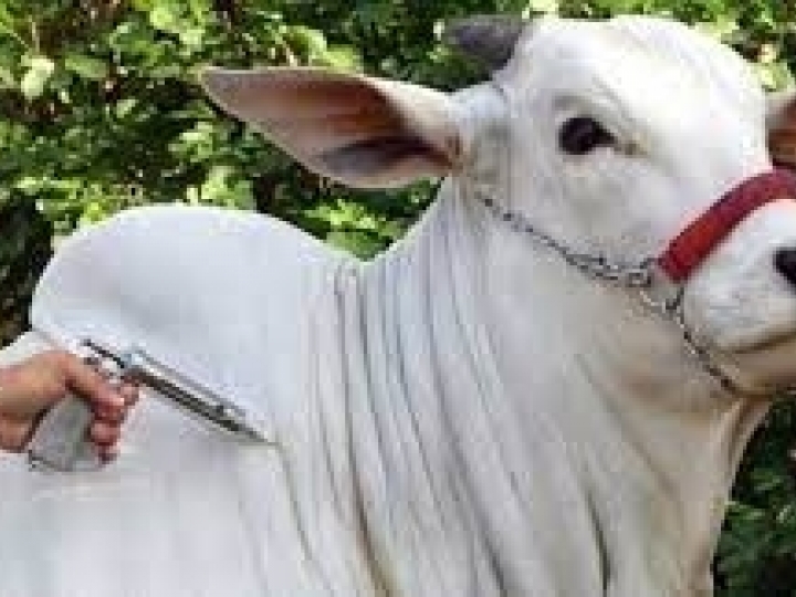 São Paulo se prepara para segunda etapa da Campanha de Vacinação contra Febre Aftosa