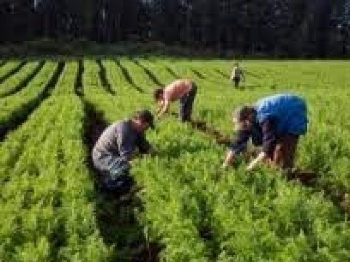 Chamada pública beneﬁcia 102 empreendimentos da agricultura familiar com assistência técnica por meio do Programa Brasil Mais Cooperativo