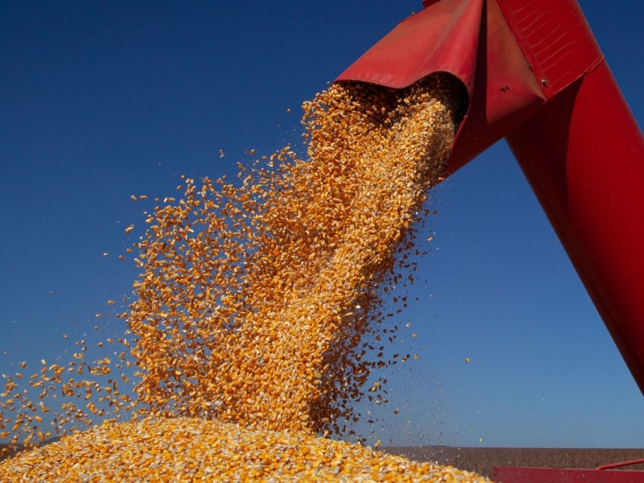 SP cresce 5,5% na produção de grãos