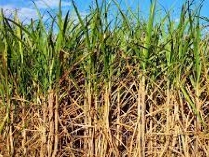 Conab avalia custos de produção de cana-de-açúcar