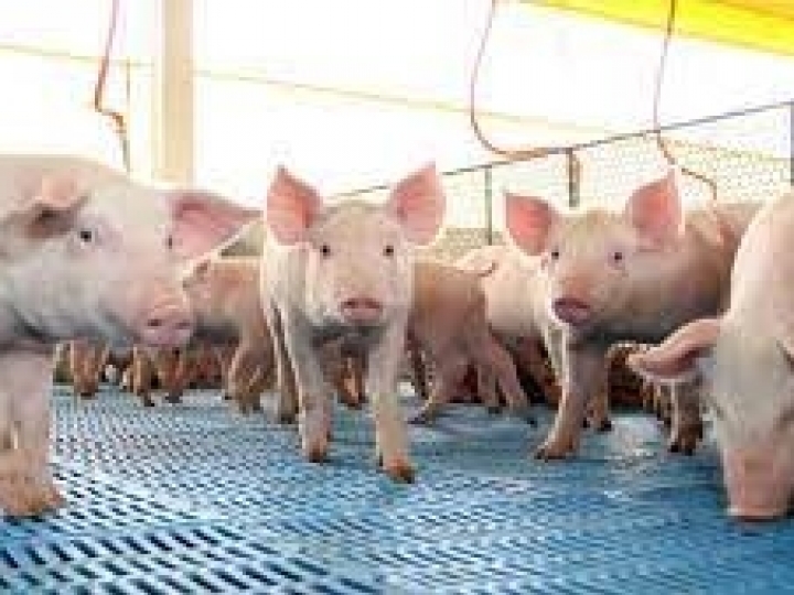 Estratégias nutricionais que reduzem a emissão de carbono na suinocultura 