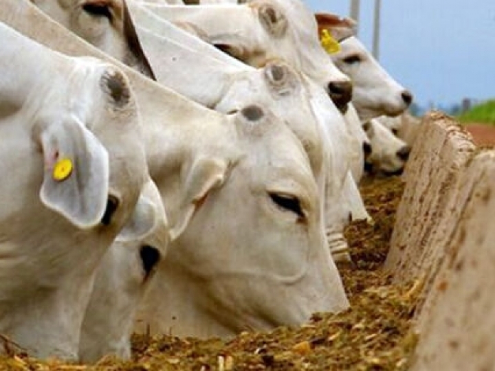 Estação de monta exige cuidados específicos com a parte nutricional do rebanho