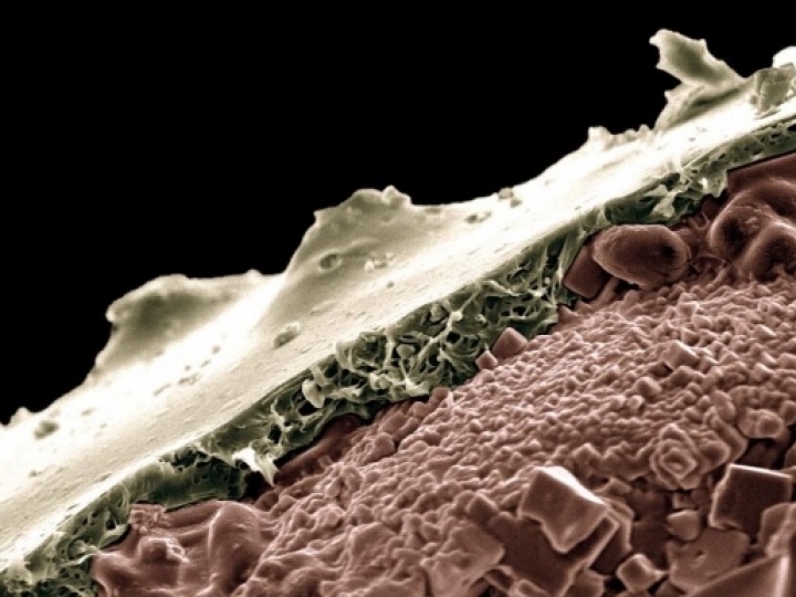 Cientistas propõem tecnologia feita com isopor para liberação controlada de fertilizantes na agricultura