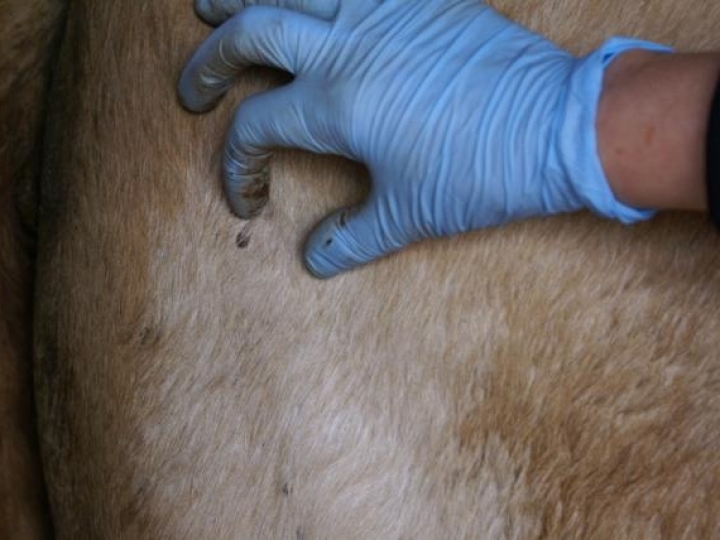 Embrapa quer compreender principais fatores de risco para carrapato e Tristeza Parasitária Bovina